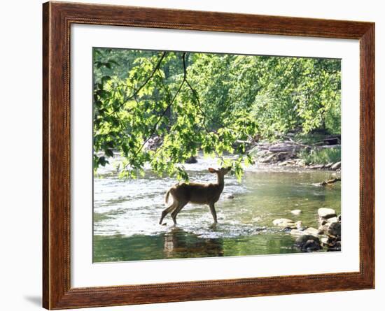 Lone White-Tailed Deer Nibbling Young Oak Leaves From Banks of Cheat River-John Dominis-Framed Photographic Print