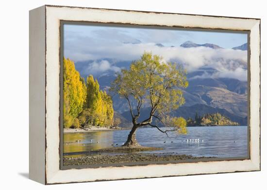 Lone willow tree growing at the edge of Lake Wanaka, autumn, Roys Bay, Wanaka, Queenstown-Lakes dis-Ruth Tomlinson-Framed Premier Image Canvas