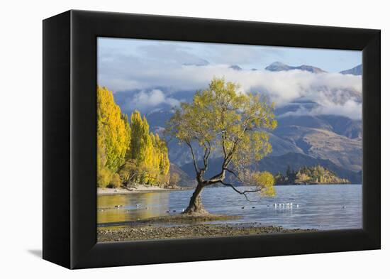 Lone willow tree growing at the edge of Lake Wanaka, autumn, Roys Bay, Wanaka, Queenstown-Lakes dis-Ruth Tomlinson-Framed Premier Image Canvas