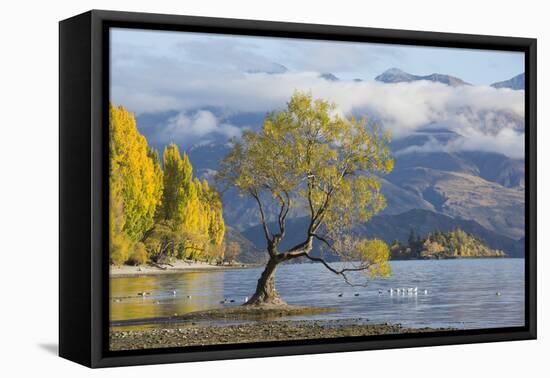 Lone willow tree growing at the edge of Lake Wanaka, autumn, Roys Bay, Wanaka, Queenstown-Lakes dis-Ruth Tomlinson-Framed Premier Image Canvas