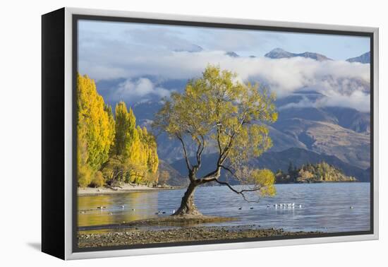 Lone willow tree growing at the edge of Lake Wanaka, autumn, Roys Bay, Wanaka, Queenstown-Lakes dis-Ruth Tomlinson-Framed Premier Image Canvas