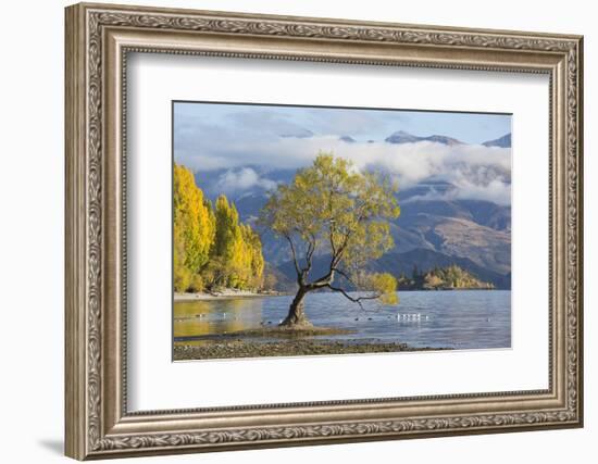 Lone willow tree growing at the edge of Lake Wanaka, autumn, Roys Bay, Wanaka, Queenstown-Lakes dis-Ruth Tomlinson-Framed Photographic Print