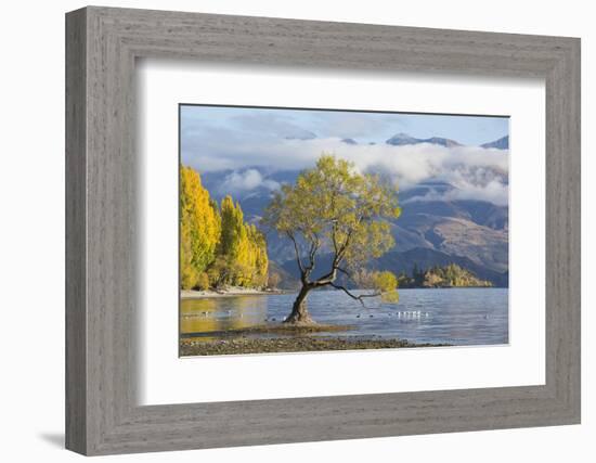 Lone willow tree growing at the edge of Lake Wanaka, autumn, Roys Bay, Wanaka, Queenstown-Lakes dis-Ruth Tomlinson-Framed Photographic Print