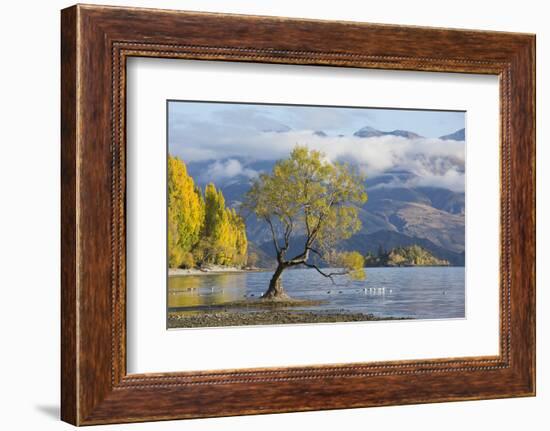 Lone willow tree growing at the edge of Lake Wanaka, autumn, Roys Bay, Wanaka, Queenstown-Lakes dis-Ruth Tomlinson-Framed Photographic Print