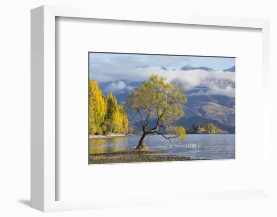 Lone willow tree growing at the edge of Lake Wanaka, autumn, Roys Bay, Wanaka, Queenstown-Lakes dis-Ruth Tomlinson-Framed Photographic Print