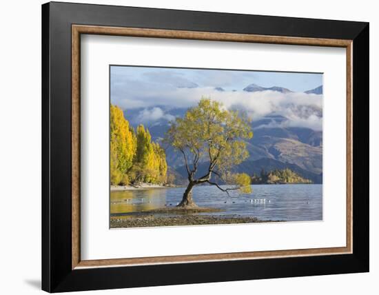 Lone willow tree growing at the edge of Lake Wanaka, autumn, Roys Bay, Wanaka, Queenstown-Lakes dis-Ruth Tomlinson-Framed Photographic Print