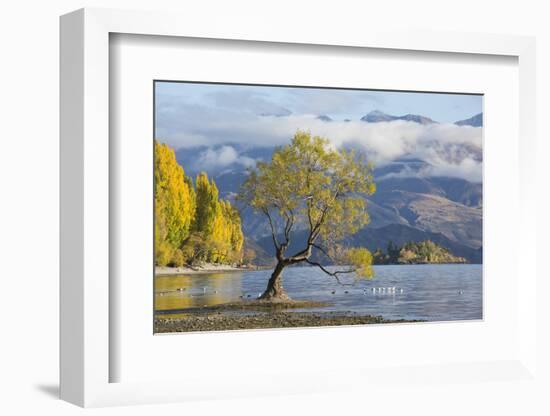 Lone willow tree growing at the edge of Lake Wanaka, autumn, Roys Bay, Wanaka, Queenstown-Lakes dis-Ruth Tomlinson-Framed Photographic Print