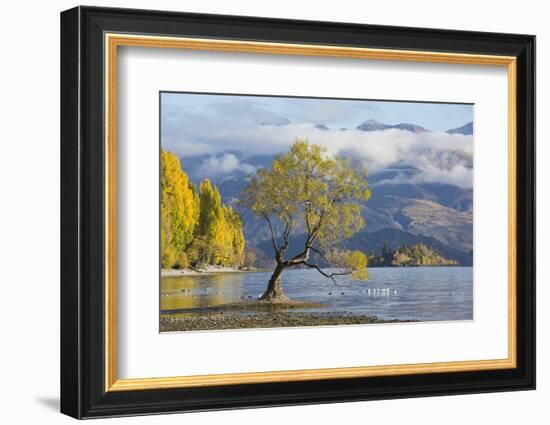 Lone willow tree growing at the edge of Lake Wanaka, autumn, Roys Bay, Wanaka, Queenstown-Lakes dis-Ruth Tomlinson-Framed Photographic Print