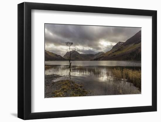 Lone Winter Tree with Marginal Golden Grasses, England-Eleanor Scriven-Framed Photographic Print