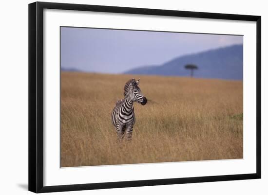 Lone Zebra-DLILLC-Framed Photographic Print