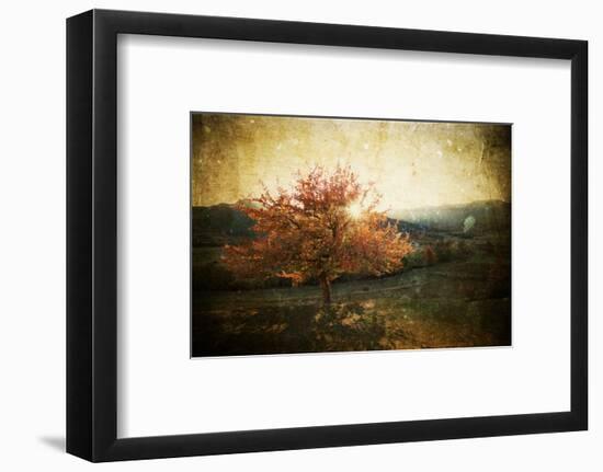 Lonely Beautiful Autumn Tree - Vintage Photo-melis-Framed Photographic Print