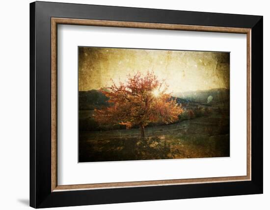 Lonely Beautiful Autumn Tree - Vintage Photo-melis-Framed Photographic Print
