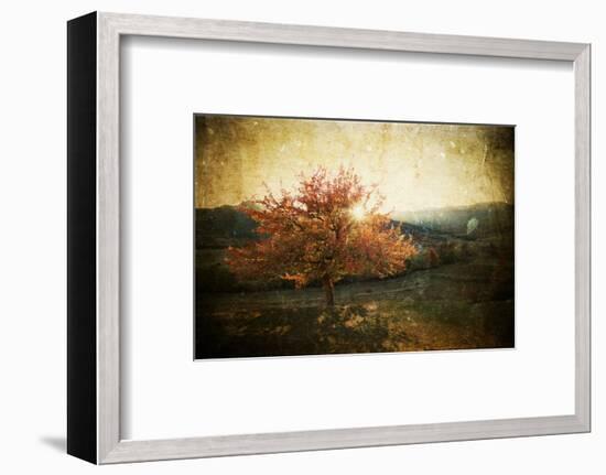 Lonely Beautiful Autumn Tree - Vintage Photo-melis-Framed Photographic Print