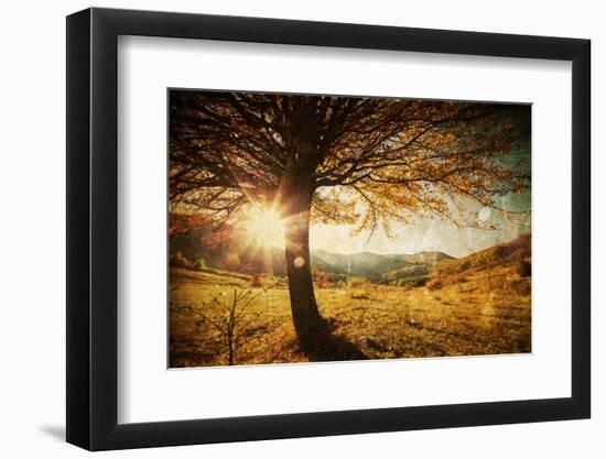 Lonely Beautiful Autumn Tree-melis-Framed Photographic Print