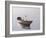 Lonely Boat 2017 2-Zhen-Huan Lu-Framed Giclee Print