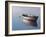 Lonely Boat 2017-Zhen-Huan Lu-Framed Giclee Print