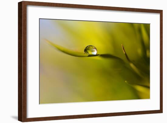 Lonely Green Drop-Heidi Westum-Framed Photographic Print