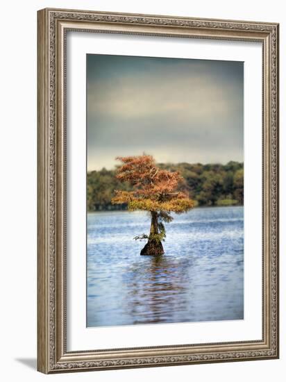 Lonely Little Cypress Tree-Jai Johnson-Framed Photographic Print