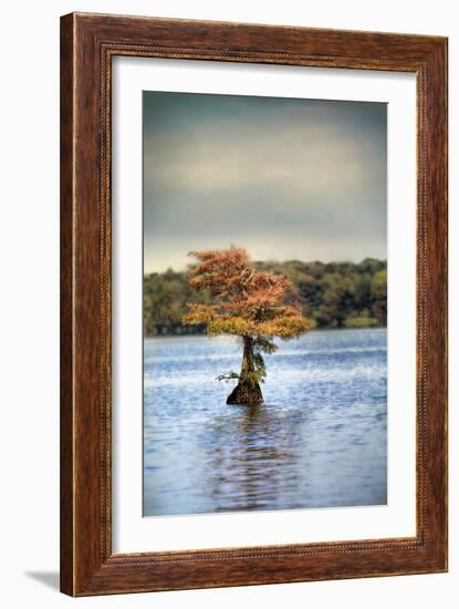 Lonely Little Cypress Tree-Jai Johnson-Framed Photographic Print