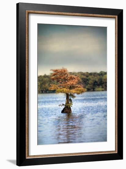 Lonely Little Cypress Tree-Jai Johnson-Framed Photographic Print