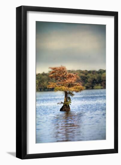 Lonely Little Cypress Tree-Jai Johnson-Framed Photographic Print