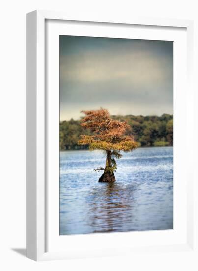 Lonely Little Cypress Tree-Jai Johnson-Framed Photographic Print