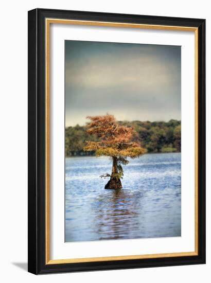Lonely Little Cypress Tree-Jai Johnson-Framed Photographic Print