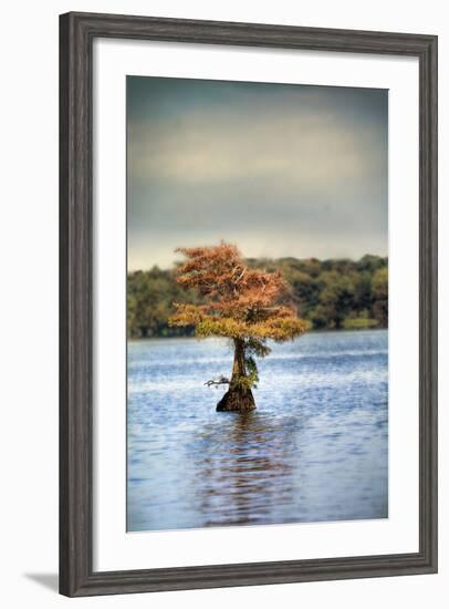 Lonely Little Cypress Tree-Jai Johnson-Framed Photographic Print