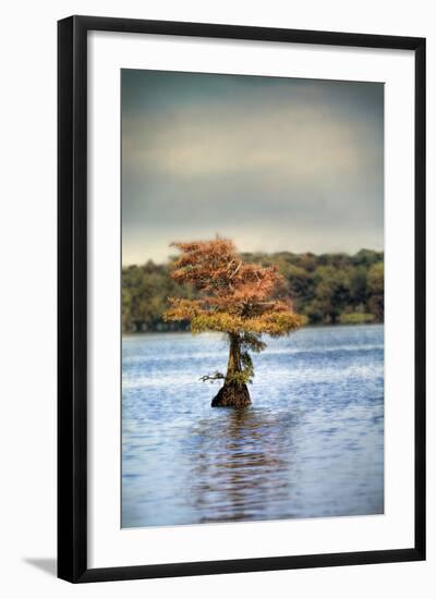 Lonely Little Cypress Tree-Jai Johnson-Framed Photographic Print