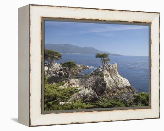 Lonely Pine on 17 Mile Drive Near Monterey, California, United States of America, North America-Donald Nausbaum-Framed Premier Image Canvas