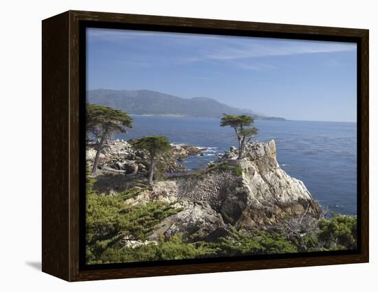 Lonely Pine on 17 Mile Drive Near Monterey, California, United States of America, North America-Donald Nausbaum-Framed Premier Image Canvas