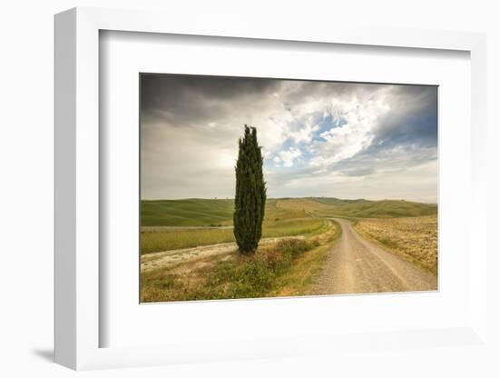 Lonely tree and asphalt road in the gentle green hills of Val d'Orcia, UNESCO World Heritage Site, -Roberto Moiola-Framed Photographic Print