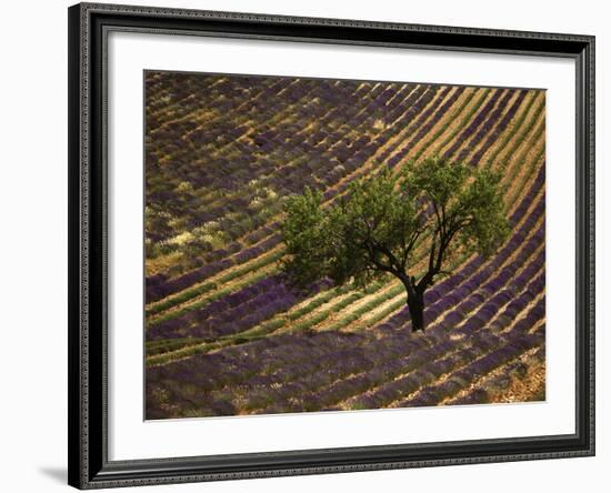 Lonely Tree in Lavender Field, Vaucluse, Haute Province, France-David Barnes-Framed Photographic Print