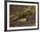 Lonely Tree in Lavender Field, Vaucluse, Haute Province, France-David Barnes-Framed Photographic Print