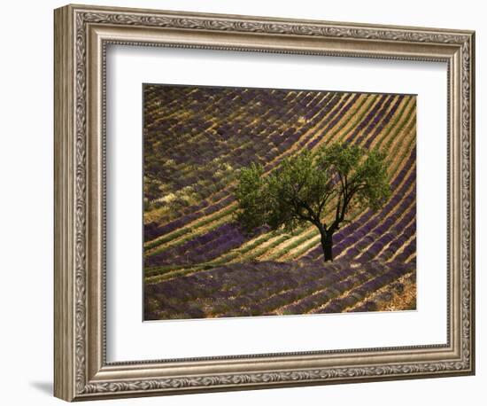 Lonely Tree in Lavender Field, Vaucluse, Haute Province, France-David Barnes-Framed Photographic Print