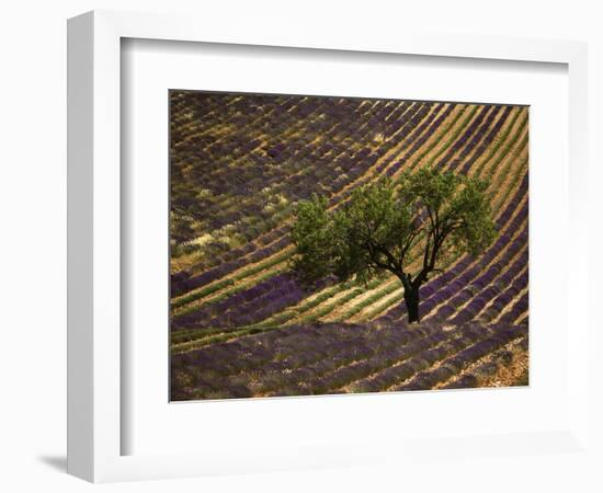 Lonely Tree in Lavender Field, Vaucluse, Haute Province, France-David Barnes-Framed Photographic Print