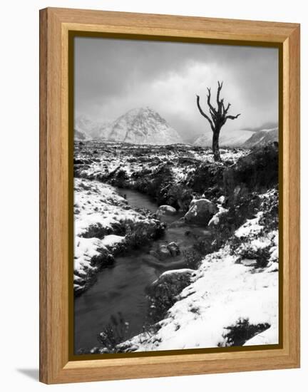 Lonely Tree in Rannoch Moor, Scotland, UK-Nadia Isakova-Framed Premier Image Canvas
