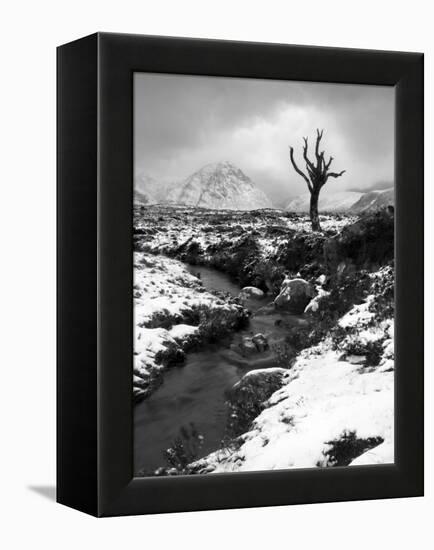 Lonely Tree in Rannoch Moor, Scotland, UK-Nadia Isakova-Framed Premier Image Canvas