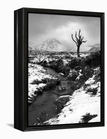 Lonely Tree in Rannoch Moor, Scotland, UK-Nadia Isakova-Framed Premier Image Canvas