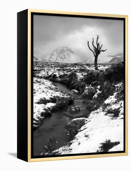Lonely Tree in Rannoch Moor, Scotland, UK-Nadia Isakova-Framed Premier Image Canvas