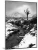 Lonely Tree in Rannoch Moor, Scotland, UK-Nadia Isakova-Mounted Photographic Print