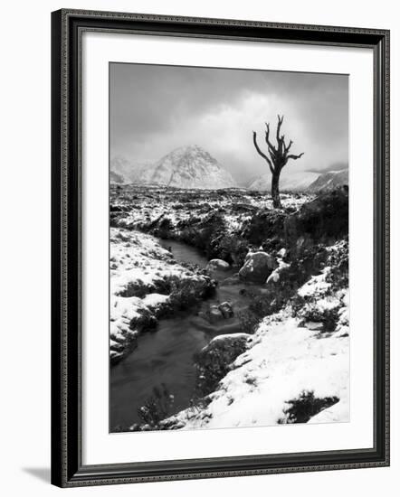 Lonely Tree in Rannoch Moor, Scotland, UK-Nadia Isakova-Framed Photographic Print