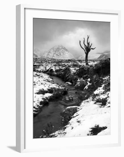 Lonely Tree in Rannoch Moor, Scotland, UK-Nadia Isakova-Framed Photographic Print