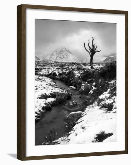 Lonely Tree in Rannoch Moor, Scotland, UK-Nadia Isakova-Framed Photographic Print