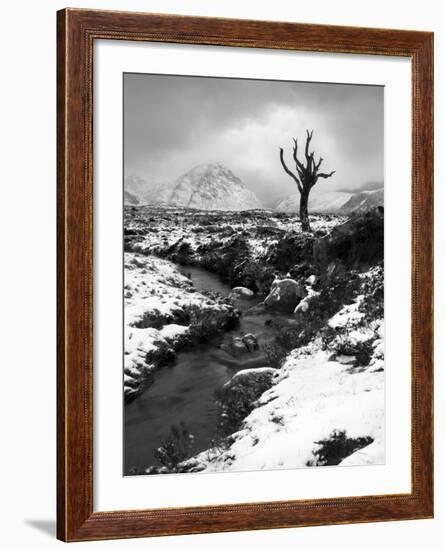 Lonely Tree in Rannoch Moor, Scotland, UK-Nadia Isakova-Framed Photographic Print