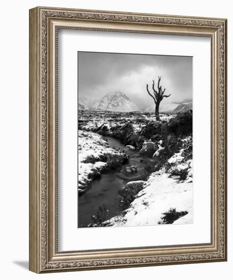 Lonely Tree in Rannoch Moor, Scotland, UK-Nadia Isakova-Framed Photographic Print