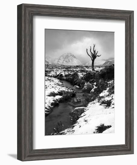 Lonely Tree in Rannoch Moor, Scotland, UK-Nadia Isakova-Framed Photographic Print