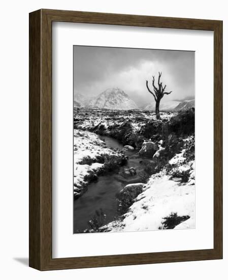 Lonely Tree in Rannoch Moor, Scotland, UK-Nadia Isakova-Framed Photographic Print