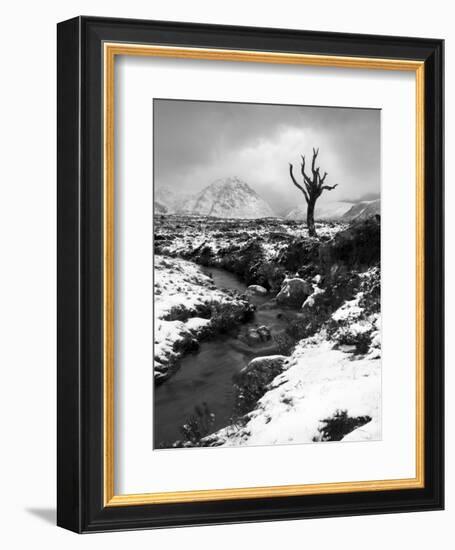 Lonely Tree in Rannoch Moor, Scotland, UK-Nadia Isakova-Framed Photographic Print