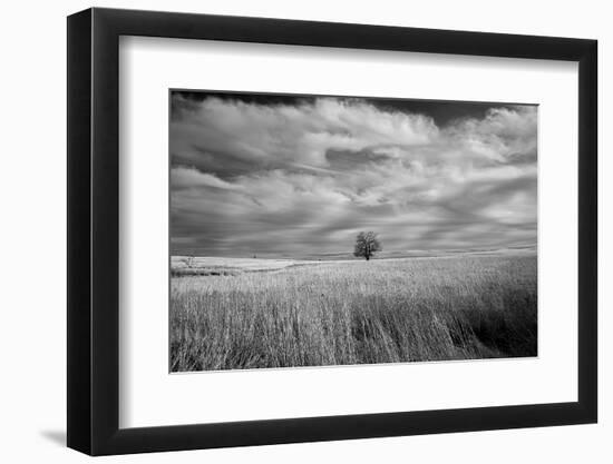 Lonely tree in the Kansas Flint Hills-Michael Scheufler-Framed Photographic Print